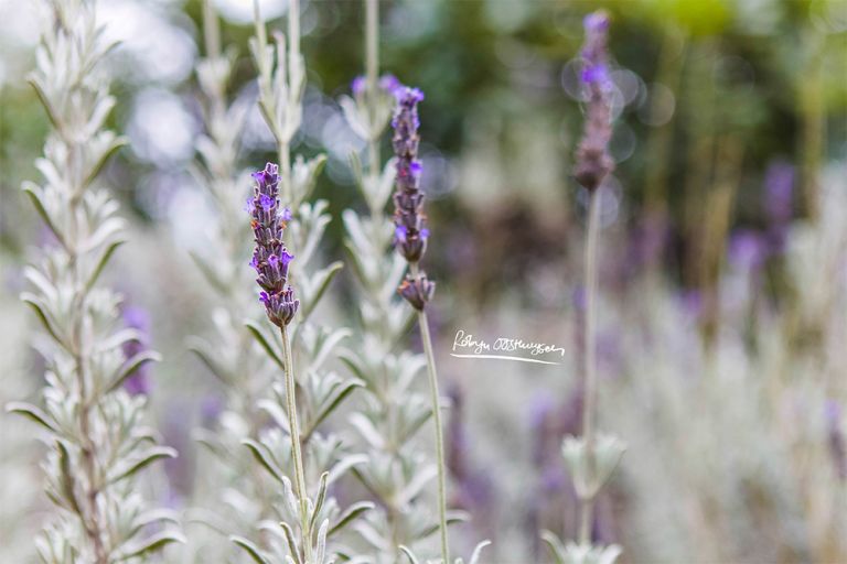 Design-Ardour-Art-and-Design-Robyn-Oosthysen-Grahamstown-Photography_VoslooFamily-45