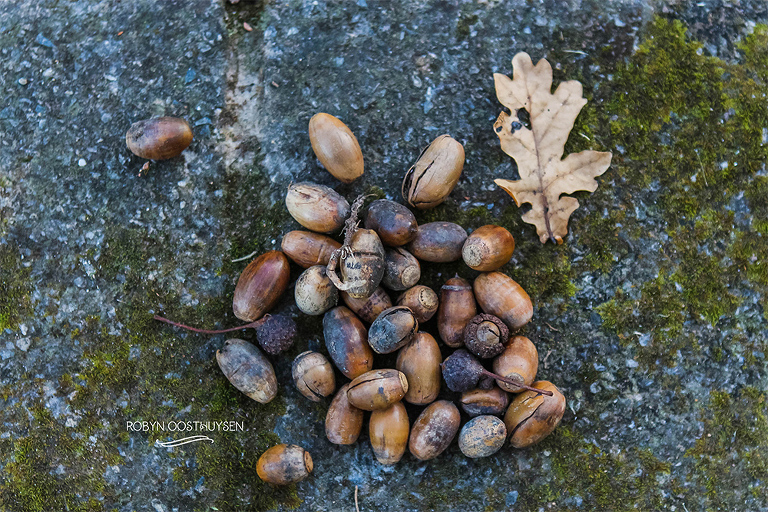 Robyn-Oosthysen-Tarr-Family-10