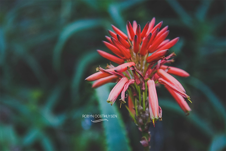 Robyn-Oosthysen-Photography_Miles-Family-20150530-29