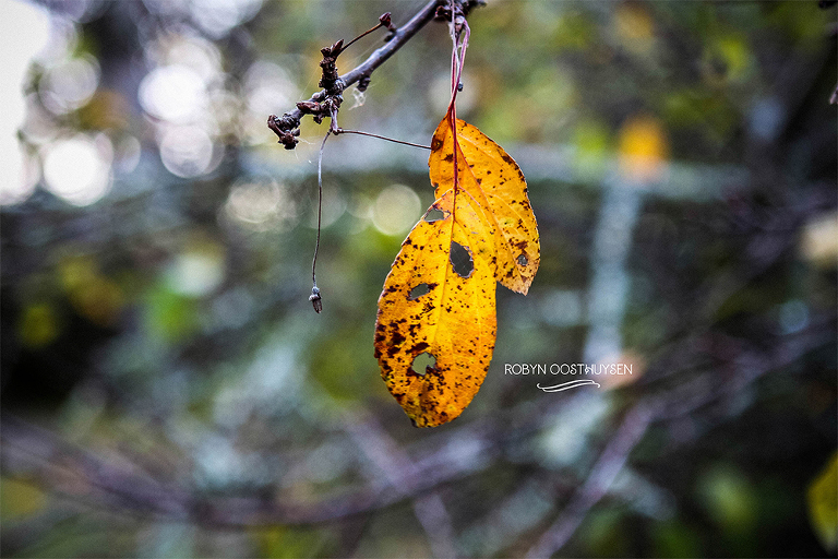 Robyn-Oosthysen-Photography_Miles-Family-20150530-41