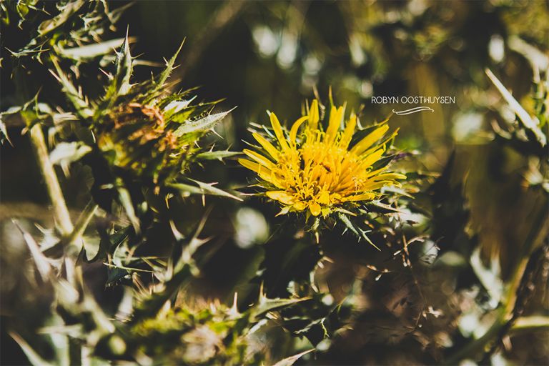 RobynOosthysen_FletcherFamily20160428-14