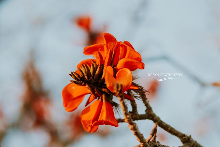 robynoosthysen_amelia_20160816-29